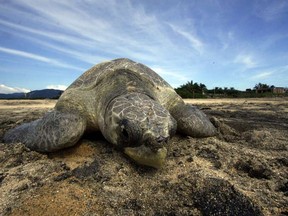 An Olive Ridley sea turtle (Lepidochelys olivacea) arriving ton a Mexico. beach to spawn during a nesting. HECTOR GUERRERO/AFP/Getty Images