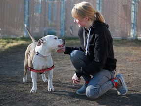 Sarah Gregory with the Calgary Humane Society pats Zerbert, a female six-year-old pitbull terrier cross, who is up for adoption at the society's shelter in southeast Calgary on Thursday October 21, 2021. The Humane Society is struggling with a huge influx of dogs.