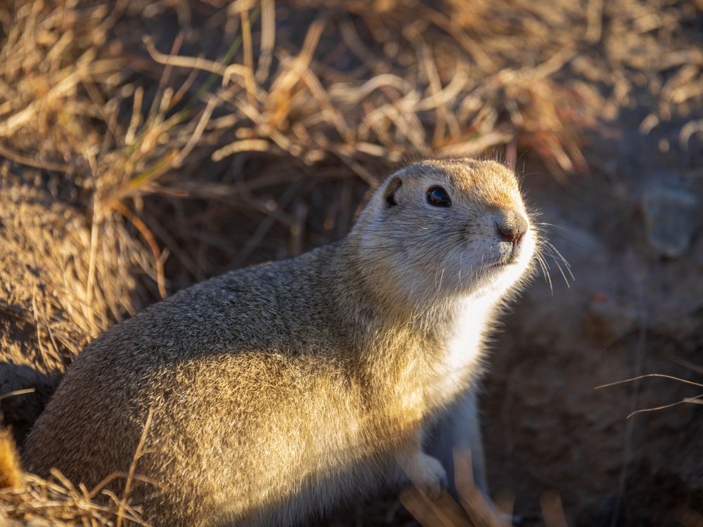 Exterminator fined for improperly targeting Calgary gophers