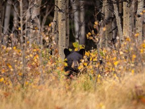 FILE PHOTO: A black bear stands on a partial carcass it was feeding on in the Porcupine Hills west of Claresholm, Ab., Tuesday, Sept. 28, 2021.
