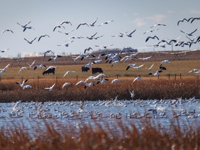 Snow geese circle a pond near Bassano, Ab., on Tuesday, October 26, 2021.