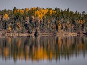 Larches and aspens along the shore of Crimson Lake west of Rocky Mountain House, Ab., on Tuesday, October 5, 2021.