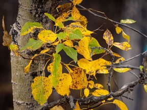 Poplar leaves in varying shades south of Chain Lakes park, Ab., on Tuesday, September 28, 2021.