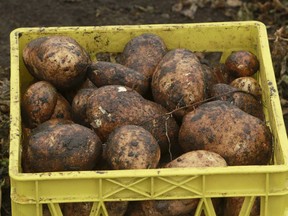 While many home gardeners had bountiful crops of potatoes, columnist Catherine Ford's backyard produced just one humble tuber.