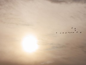 Geese fly by the afternoon sun west of Picture Butte, Ab., on Tuesday, November 23, 2021.