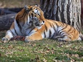 Amur tiger Youri enjoys the day at the Calgary Zoo on Thursday, November 25, 2021.