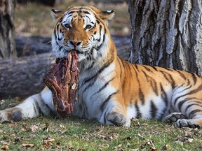 Amur tiger Youri enjoys a snack at the Calgary Zoo on Thursday, November 25, 2021.