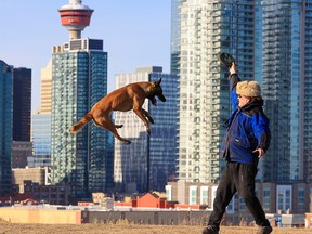 Belgian Malinois Armegettin gets some exercise with his owner Mike on Scotsman's Hill with the Calgary skyline as a backdrop on Wednesday, November 17, 2021.