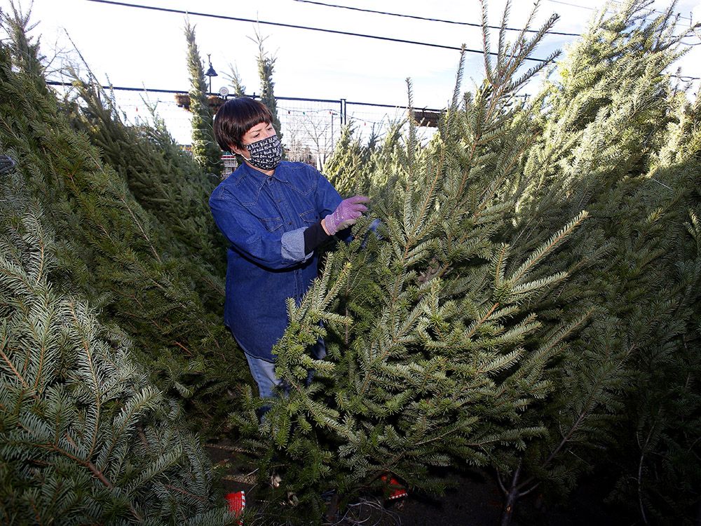 Calgary retailers deal with Christmas tree shortages Calgary Herald