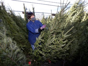 Lorissa Good from Plantation Garden Centre sorts a first shipment of Christmas trees on Monday, Nov. 22, 2021.