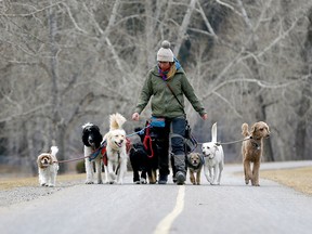 Dog walker Ember Bigsmoke of Walkin Rockin Dogs braved the wind and cold taking her gang of mutts for a walk along the pathway in Parkdale in Calgary on Tuesday, November 16, 2021.