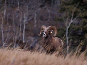 A bighorn ram in Sheep River Provincial Park on Tuesday, November 9, 2021.
