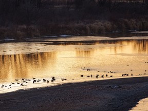 Geese and ducks in dawn light on the Bow River near Carseland, Ab., on Tuesday, November 2, 2021.