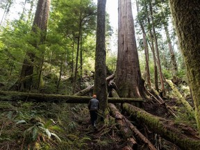 Forests absorb roughly 30 per cent of carbon dioxide emissions.