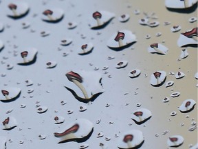 The image of the Calgary Tower being reflected in raindrops was literally years in the making. Many times, I'd attempted to shoot similar photos from different angles, locations and weather conditions in Calgary, but on one day this October it all lined up. I circled the block a number of times, looking for a parking spot and hoping the drops wouldn't roll off each time I rounded a corner or hit a pothole underneath the 1st Street S.W. underpass. I finally maneuvered my car into a vacant parking spot on 10th Avenue S.W. Then I found a great angle, framed the image, shooting up to the base of the tower with the seat of my car flat. I'm sure it was funny to watch as I wriggled behind the steering wheel. The final image required a fair bit of cropping and depth of field because I had misplaced my old macro lens (I found it about three weeks later). One photo was off the bucket list. Jim Wells/Postmedia