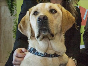 Axel is one of two trauma dogs at the Luna Child and Youth Advocacy Centre that helps children feel more comfortable as they go through reporting of, and recovery from, child abuse. Postmedia archives