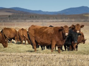 Cows graze on a pasture near the Trans-Canada Highway north of Calgary on Feb. 13, 2015.