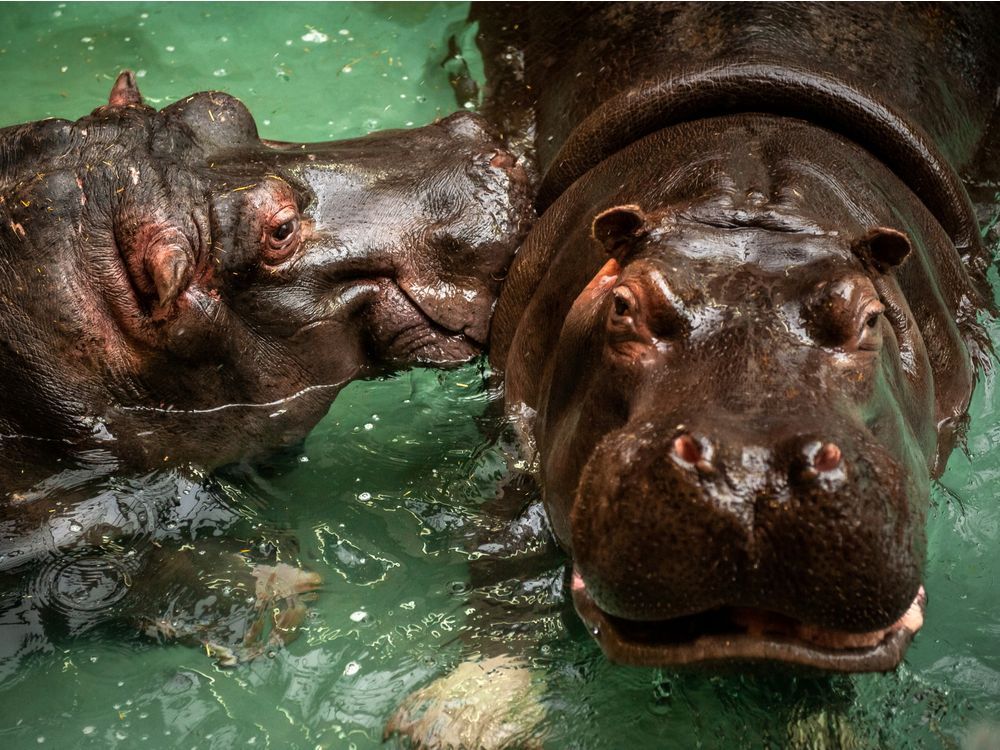  Hippos that have recently tested positive for COVID-19 are seen at Antwerp Zoo, amid the coronavirus disease (COVID-19) pandemic, in this handout photo dated Summer 2021.