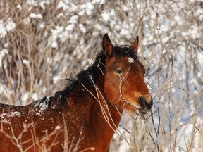 A young wild horse nibbles on twigs in the Red Deer River valley west of Sundre, Ab., on Tuesday, December 7, 2021.