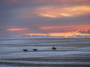 Mule deer cross a field in the sunset at 4:36 p.m. near Cayley, Ab., on Tuesday, December 14, 2021.