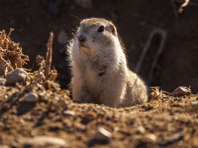 Gopher with full cheek pouches by Lake Newell south of Brooks, Ab., on Tuesday, November 30, 2021. They should be hibernating by now.