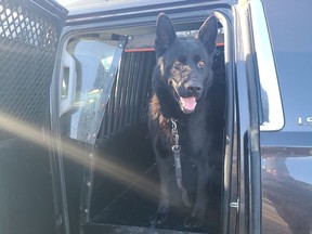 RCMP service dog Hoss was able to help police track down a missing person in medical distress new Sundre on Nov. 25, 2021.