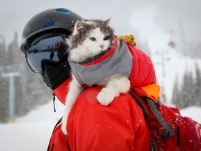 This Cool Cat loves skiing - Gary the Cat spends a lot of time hanging out on the slopes at the Nakiska Ski Resort the Olympic mountain west of Calgary with its social media handler and adventure buddy, James Eastham. The long-haired cat was adopted from the Calgary Humane Society and has become a social media superstar on Instagram and TikTok, attracted over 430,000 followers on Instagram  @greatgramsofgary