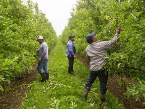 Temporary workers remove suckers from the apple trees at Brooyman's Farms Ltd. just outside of Port Stanley, Ontario.