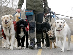 A dog walker on a pathway in Parkdale in Calgary on Tuesday, Nov. 16, 2021.