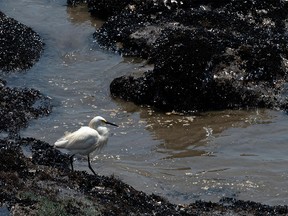 A heron is pictured on rocks covered with mussels and oil as cleaning crews work to remove oil from a beach in the Peruvian province of Callao on January 17, 2022, after a spill which occurred during the unloading process of the Italian-flagged tanker "Mare Doricum" at La Pampilla refinery caused by the abnormal waves recorded after the volcanic eruption in Tonga. - A massive volcanic eruption in Tonga triggered tsunami waves around the Pacific, with waves strong enough to drown two women in Peru, more than 10,000 kilometres (6,000 miles) away.