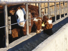 Cattleland Feedyard near Strathmore on Wednesday, January 26, 2022.