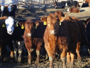 Cattleland Feedyard near Strathmore on Wednesday, January 26, 2022.