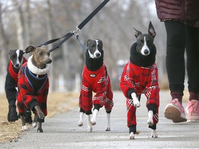 Kim Kear walks her four bundled up Italian greyhounds as cold weather is back in Calgary on Monday, January 31, 2022.