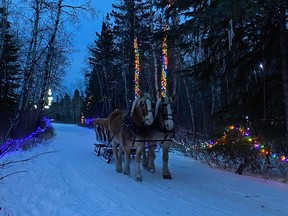 An image of a horse-drawn sleigh passing through the lighted forest at Heritage Ranch in Red Deer, Alberta, Canada.