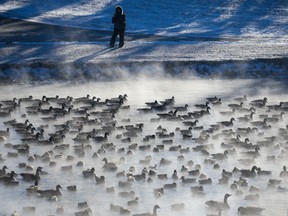 Hundreds of Canada geese and other water birds gathered in some open water in the -20 C weather at Elliston Park in Calgary on Wednesday, January 19, 2022.