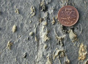 Profesorul asociat de la Universitatea Mount Royal, Paul Johnston, a extras fosile din calcar la situl Burgess Shale din Parcul Național Yoho.