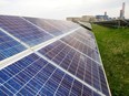 FILE PHOTO: A plant grows through the cracks of solar panels near the skeletons of an abandoned nuclear site at Enel's power plant in Montalto di Castro, central italy, April 27, 2011.