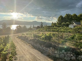 Vines growing in the Naramata region in B.C. Despite recent challenges, this is a wine region on the move; factors like quality, expertise and passion are all evident and going nowhere but up. Courtesy, Geoff Last