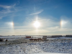 Sundogs over frosty cattle north of Strathmore, Ab., on Tuesday, January 4, 2022.