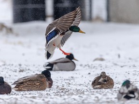 A mallard comes in for a landing to look for spilled grain by the Alyth rail yards in Calgary, Ab., on Tuesday, December 28, 2021.