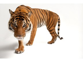 An endangered Malayan tiger, Panthera tigris jacksoni, at Omaha Henry Doorly Zoo is part of a touring exhibit called the National Geographic Photo Ark at a B.C. winery. © Photo by Joel Sartore/National Geographic Photo Ark. More info at natgeophotoark.org.