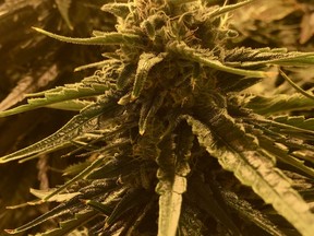 Cannabis flowers ripen on March 27, 2019 at the Sundial Growers facility in Olds, Alberta. Photo by Bill Kaufmann