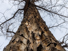Wind-scoured bark on a tall cottonwood tree along the Red Deer River in Dinosaur Provincial Park near Patricia, Ab., on Tuesday, February 8, 2022.