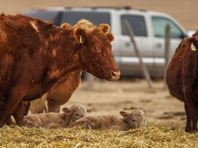Wary momma and new calves in the Porcupine Hills west of Granum, Ab., on Tuesday, February 15, 2022.