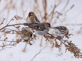 Redpolls nibble on seeds by a field east of Crossfield, Ab., on Wednesday, February 23, 2022.