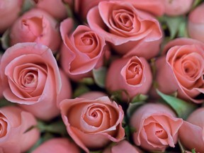 A bouquet of roses is displayed ahead of Valentine's day at a flower market in Bangkok on February 11, 2015. People are expected to spend 113 million USD (3.5 billion bahts) on this year's Valentine's Day, up by only 4.52 percent from the previous year ,according to the University of Thai Chamber of Commerce (UTCC). AFP PHOTO / PORNCHAI KITTIWONGSAKULPORNCHAI KITTIWONGSAKUL/AFP/Getty Images