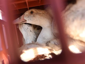 Birds sit in a cage waiting to be sent to a slaughterhouse for extermination due to the avian flu outbreak that began in late November, at a farm in Doazit, southwestern France, on January 26, 2022.
