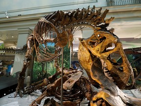 FILE PHOTO: A Tyrannosaurus skeleton is seen during a media preview for the reopening of the Smithsonian’s Natural History Museum dinosaur and fossil hall in Washington, U.S., June 4, 2019.