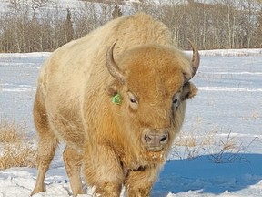 An image of a white bison at Métis Crossing in Alberta, Canada.