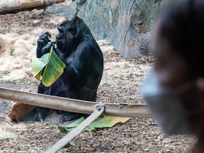 Dossi, a pregnant gorilla, munches on a banana leaf at Wilder Institute Calgary Zoo on Thursday, Feb. 17, 2022. Visitors are asked to wear masks while visiting the gorillas to protect them against COVID-19.